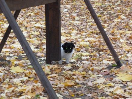 Goody Graf vom Harzschlösschen