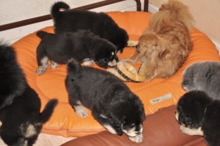 Wenn man einen Welpen mit nach Hause bringt, beginnt