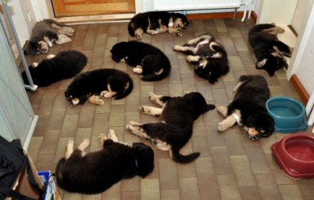 Wenn man einen Welpen mit nach Hause bringt, beginnt