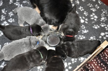 Wenn man einen Welpen mit nach Hause bringt, beginnt