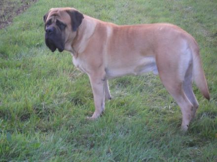 Giorgio Estancia Csarda Nobilis