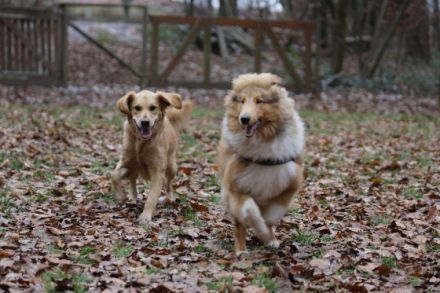 Hundeplatz Remshalden + Schorndorf + Schwäbisch Gmünd und Welzheim
