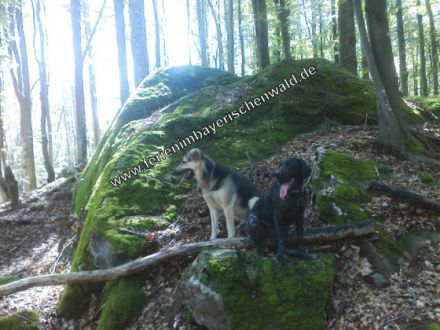 Ferienwohnungen Ranzinger