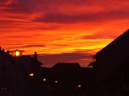 Tierheilpraxis Susanne Traubach