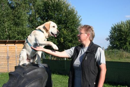 Faires Hundetraining