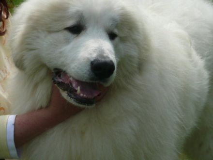 Andy first z Vajlovny