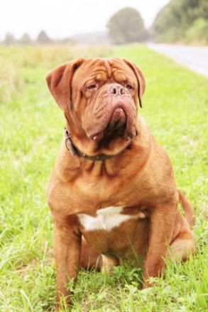 Enzo from Old Shadow