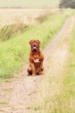 Enzo from Old Shadow