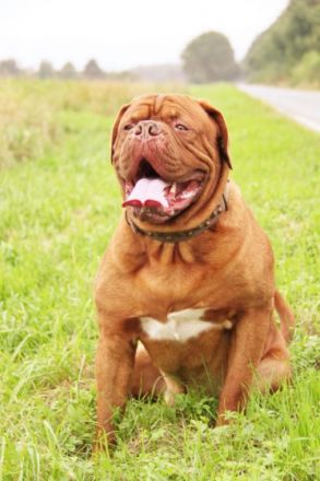 Enzo from Old Shadow