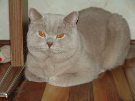 Simeon Britisch Kurzhaar Deckkater Lilac mit Stammbaum