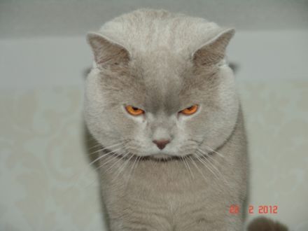 Simeon Britisch Kurzhaar Deckkater Lilac mit Stammbaum