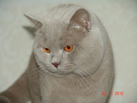 Simeon Britisch Kurzhaar Deckkater Lilac mit Stammbaum