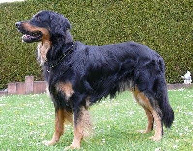 Blaze von den Ruhrwiesen