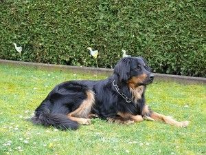 Blaze von den Ruhrwiesen