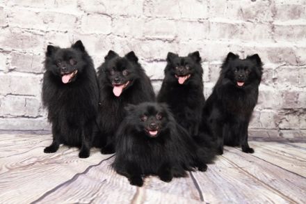 Deckrüde Akito vom Hegaublick