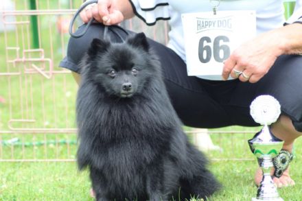 Deckrüde Akito vom Hegaublick