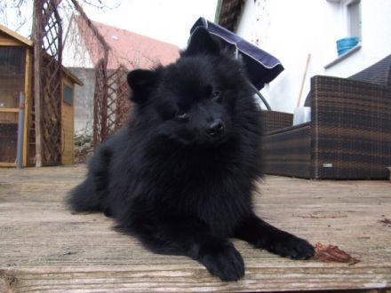 Deckrüde Akito vom Hegaublick