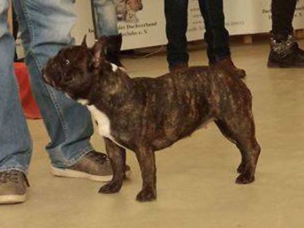 Graf von Falkenstein