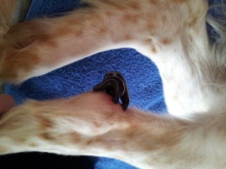 Tierphysiotherapie "Natürlich-fit" Vera Brosig