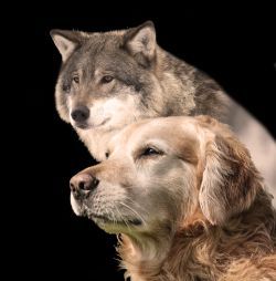 Hundeschule KUCKUNNIWI