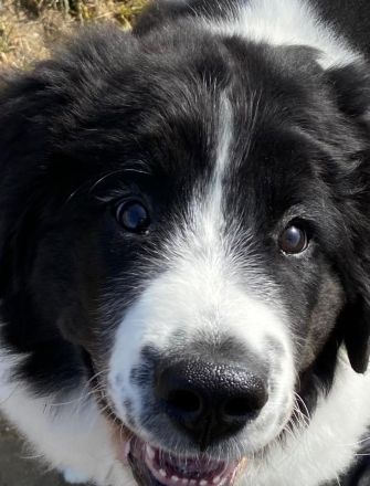 Dog's red line - Die Herrchen- und Frauchentrainer