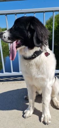 Dog's red line - Die Herrchen- und Frauchentrainer