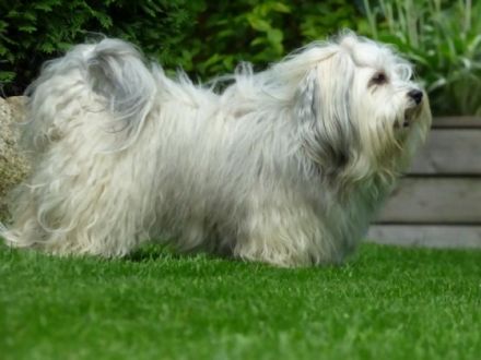 Leon del Pekeno Monte ( Rufname Mika )