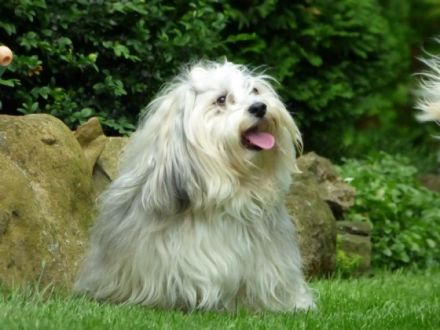 Leon del Pekeno Monte ( Rufname Mika )