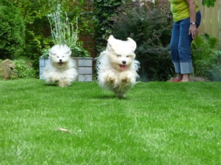 Leon del Pekeno Monte ( Rufname Mika )