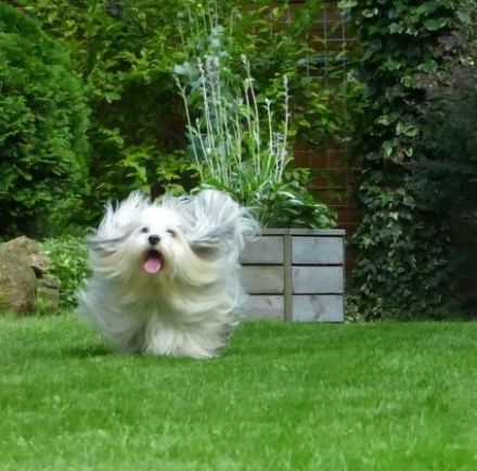 Leon del Pekeno Monte ( Rufname Mika )