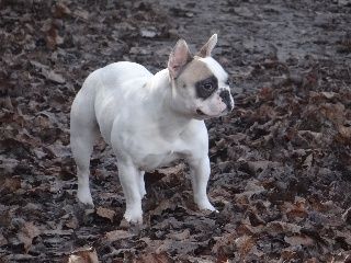 vom grünen Dreiberg