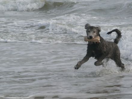 Natürlich mit Hund & Pferd Schrobenhausen