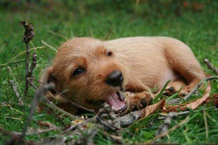 Von der Kalksburgerhöh