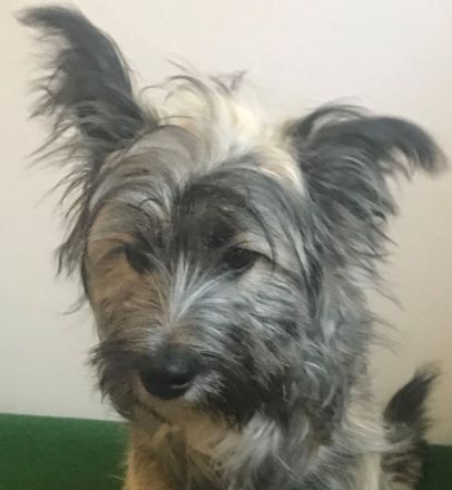 Hundepension Münster