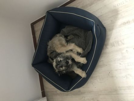 Hundepension Münster
