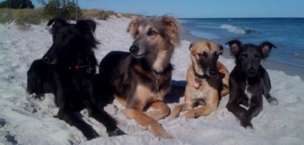 TrainerDotDog-Hundeschule