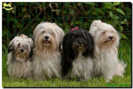 Tierhomöopathie im Blautal