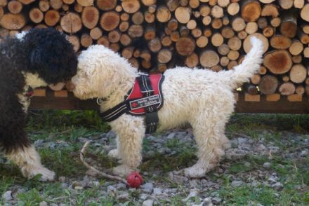 Ausbildungszentrum für helfende Hunde