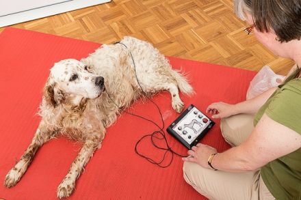 Canes sani - Gesunde Hunde