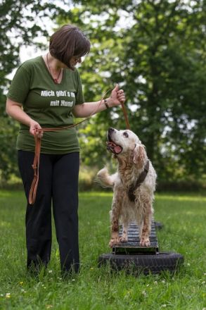 Canes sani - Gesunde Hunde