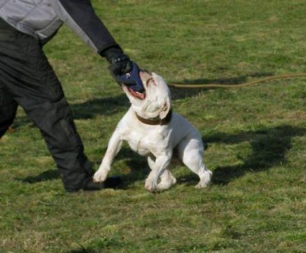 Molosseum-Bulls Apollon "Woody"