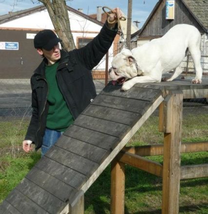 Molosseum-Bulls Apollon "Woody"