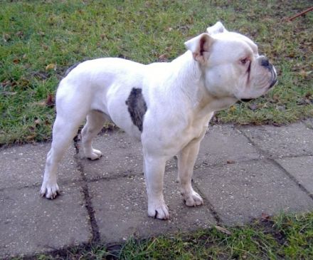 Molosseum-Bulls Apollon "Woody"