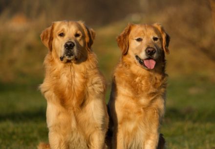 Golden Retriever Deckrüden im Doppelpack