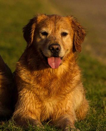Golden Retriever Deckrüden im Doppelpack