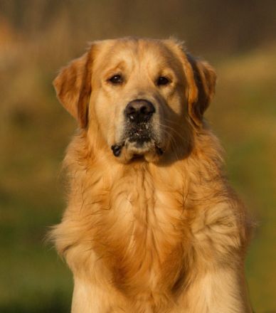 Golden Retriever Deckrüden im Doppelpack