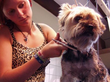 Doggy's Style - Service für alle Felle!