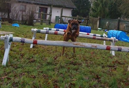 Doggy's Style - Service für alle Felle!