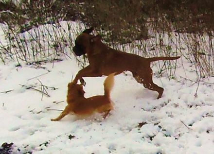 Doggy's Style - Service für alle Felle!