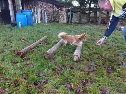 Doggy's Style - Service für alle Felle!